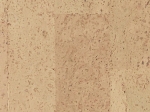 Podłoga korkowa Identity Champagne — zbliżenie powierzchni · 905 x 295 x 10,5 mm